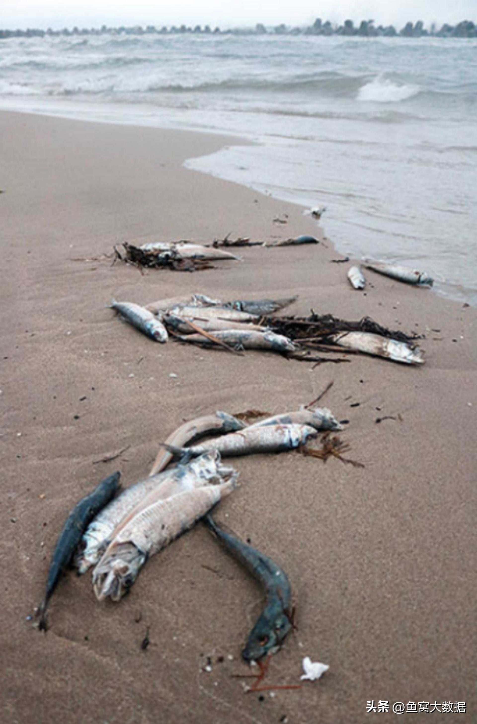 日本北海道一沙滩惊现大量死鱼，海洋生态敲响警钟！